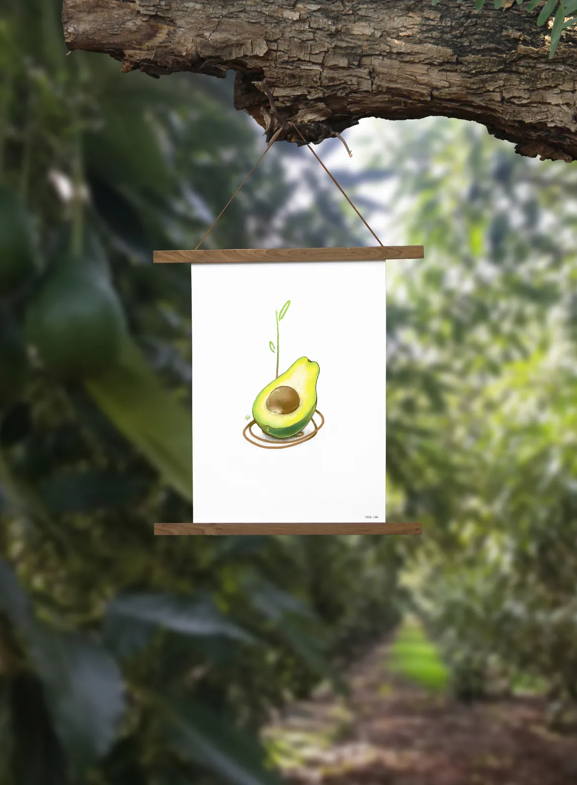 אבוֹקדוֹ
