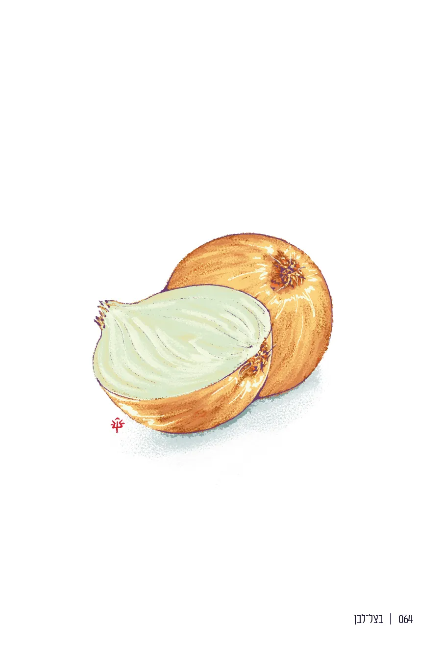 064  |  בצל־לבן